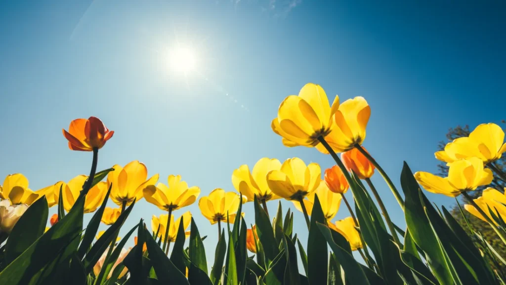 Colorful spring garden representing new beginnings for nonprofit leadership
