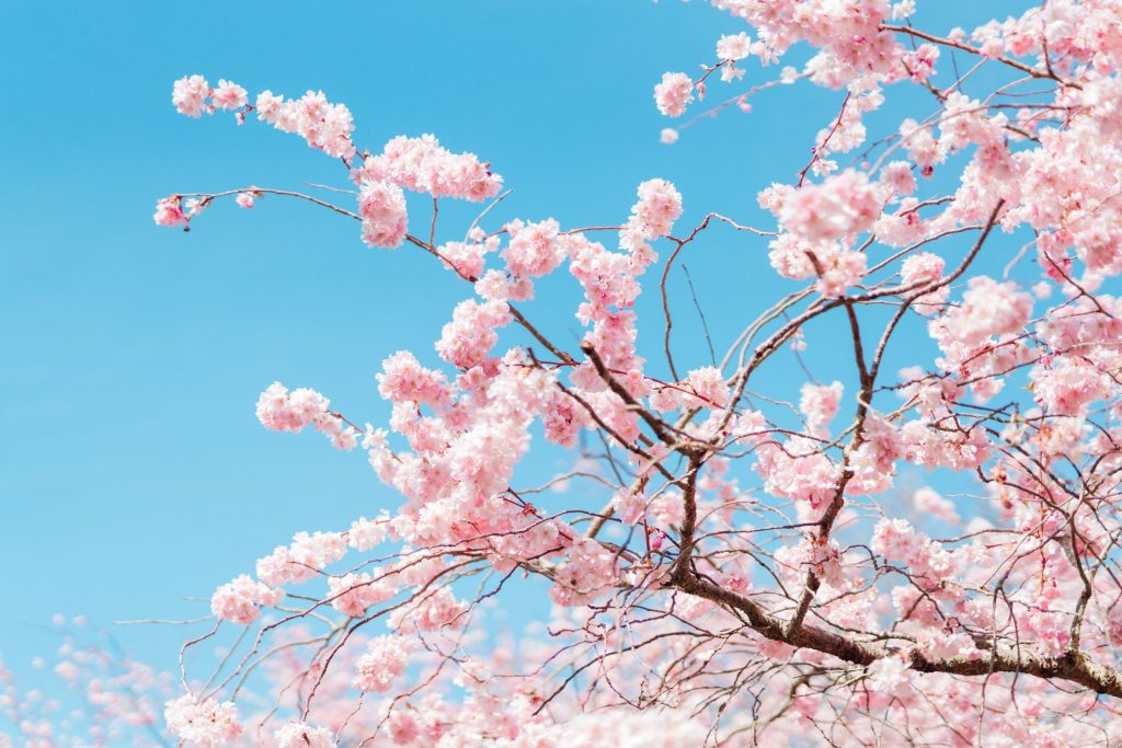 Spring flowers in full bloom symbolizing nonprofit board growth and renewal